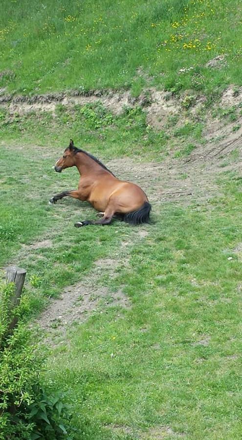 Agroturystyka Pod Swierkiem Srebrna Góra Exterior foto